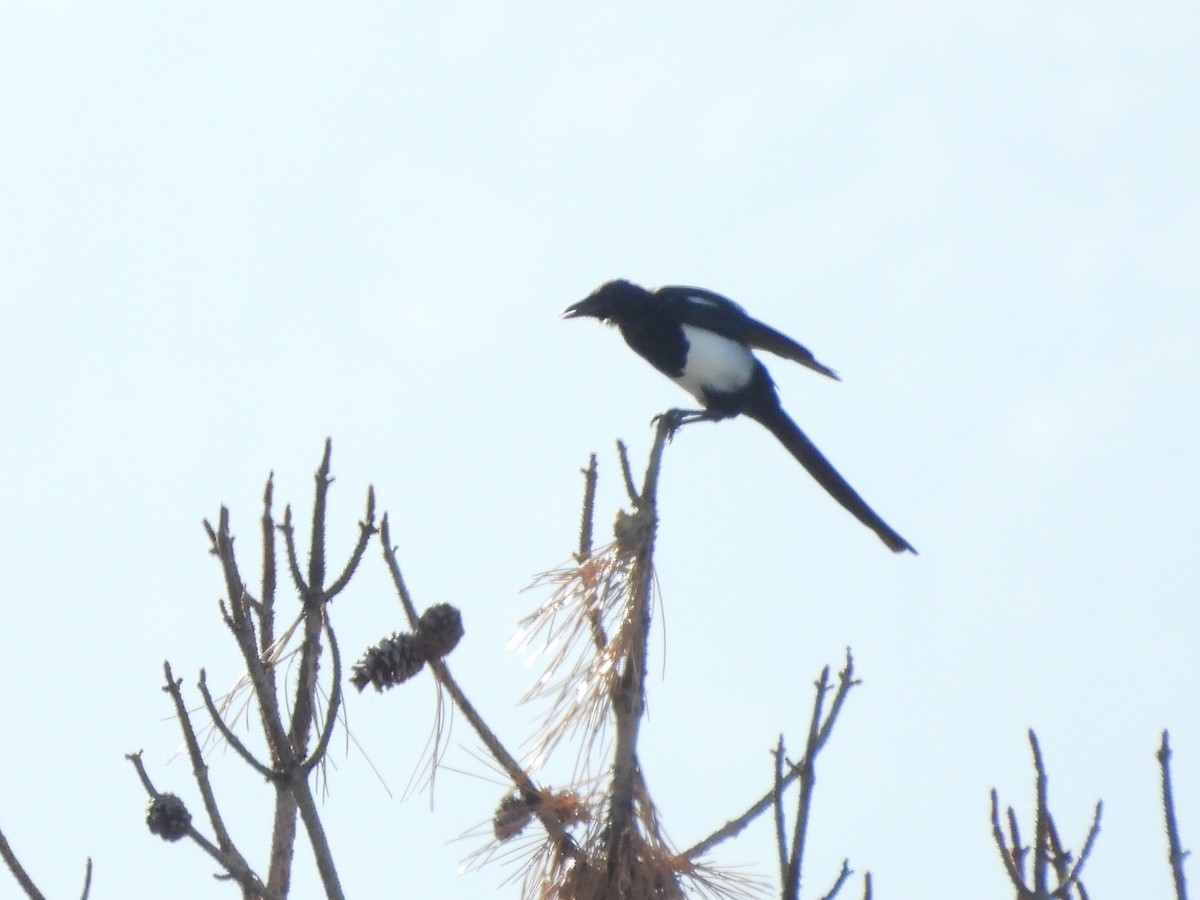 Black-billed Magpie - ML642312863