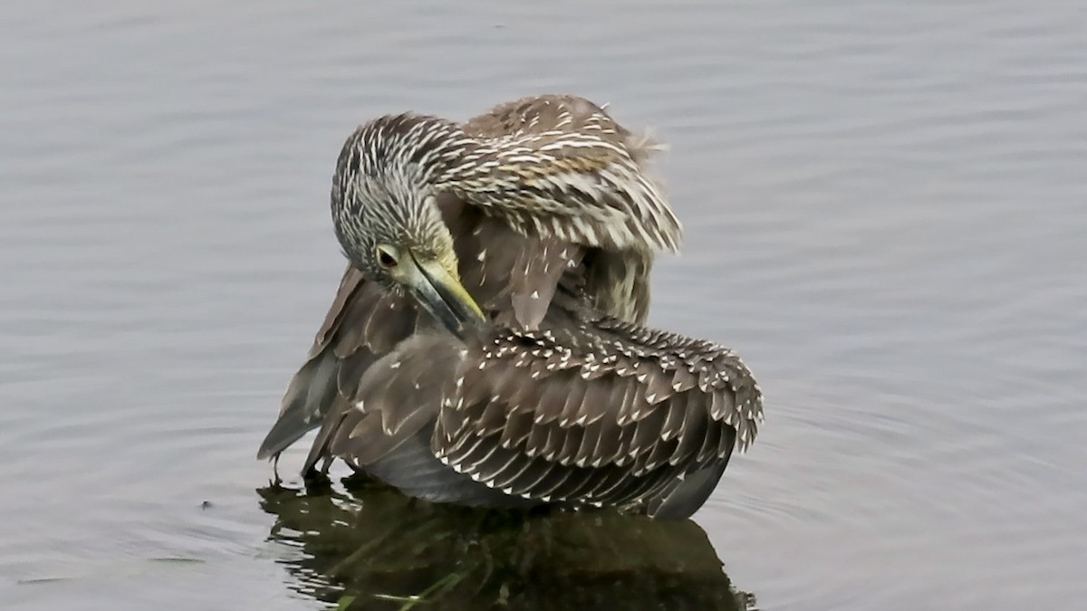 Krabbenreiher - ML642312864