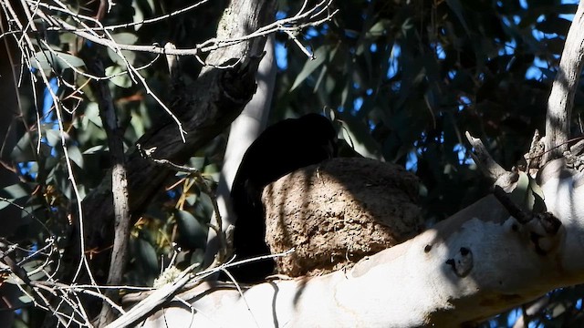 White-winged Chough - ML642312867