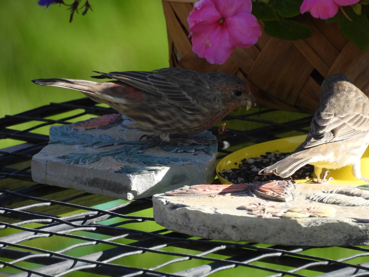 House Finch - ML642312869