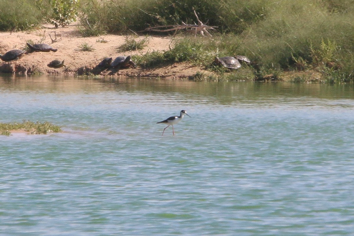 Black-necked Stilt - ML642312870