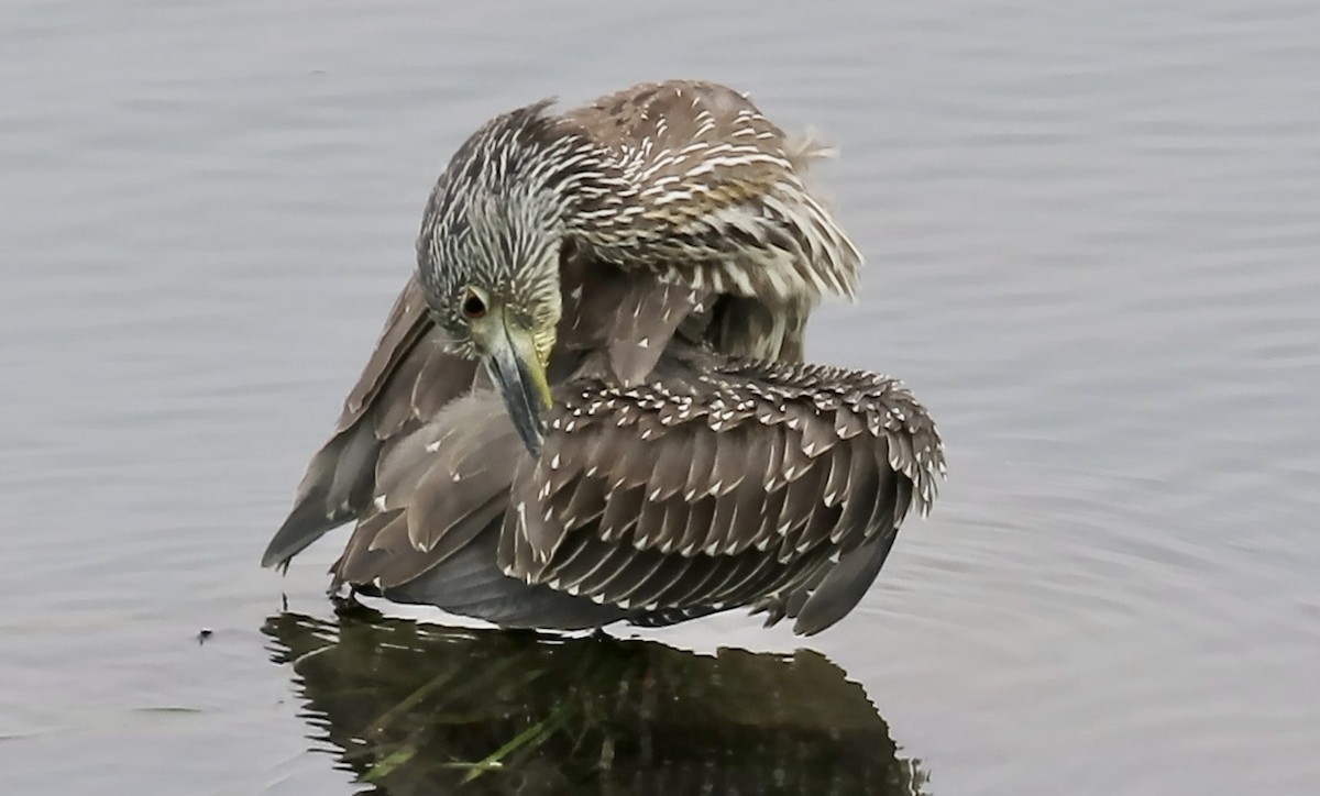 Krabbenreiher - ML642312871