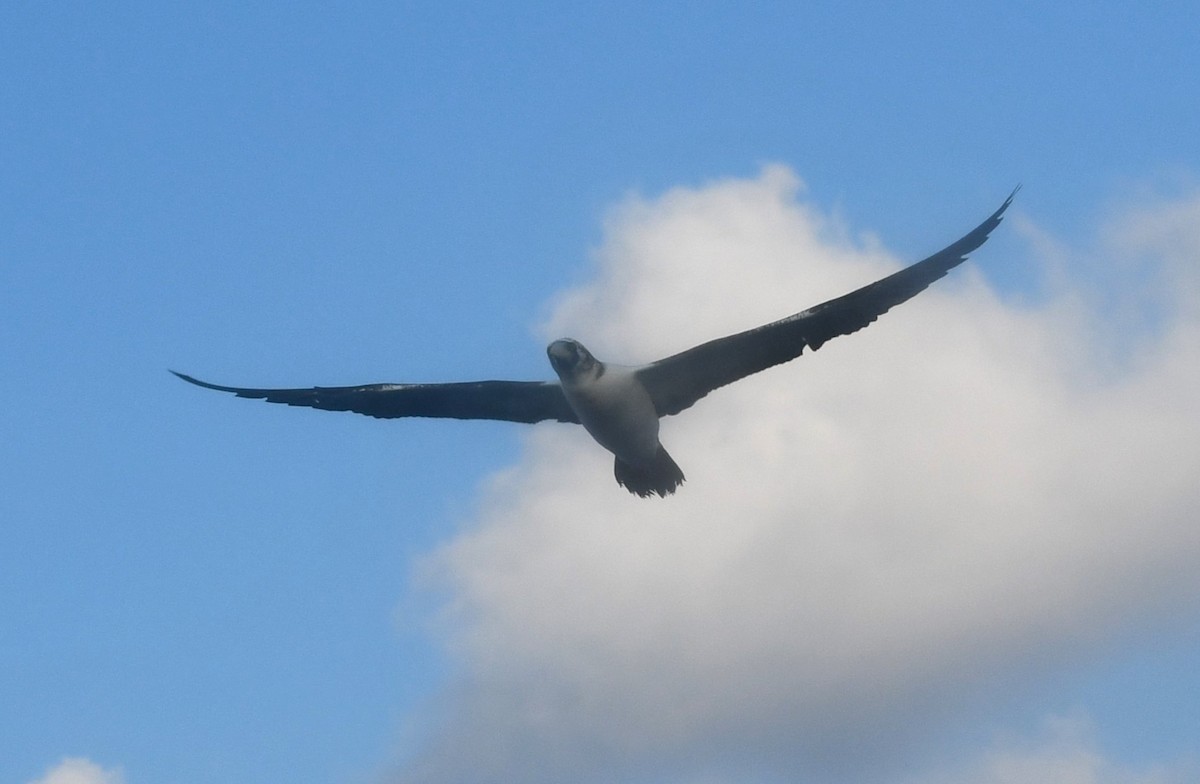 Masked Booby - ML642312872
