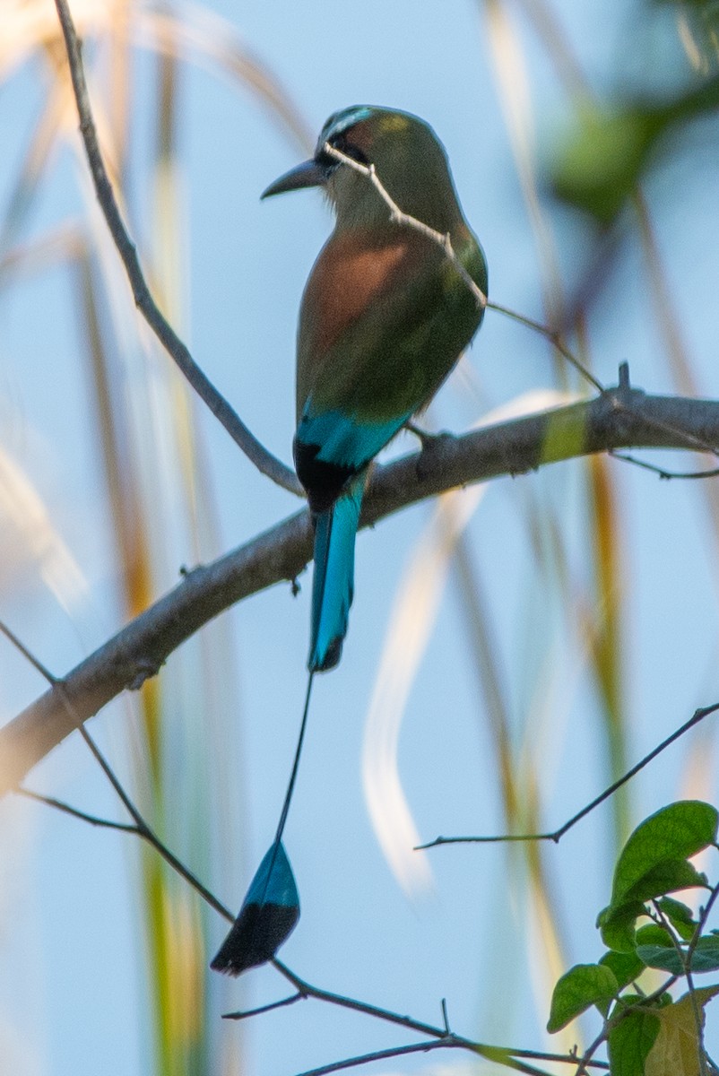 Turquoise-browed Motmot - ML642312874