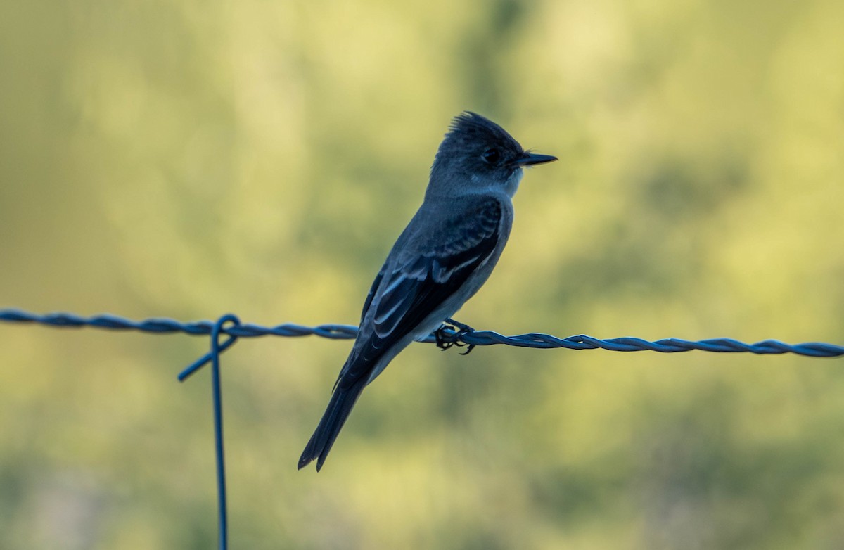 Western Wood-Pewee - ML642312888