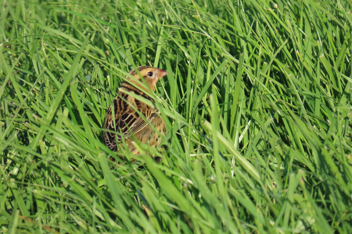 Bobolink - ML642312898