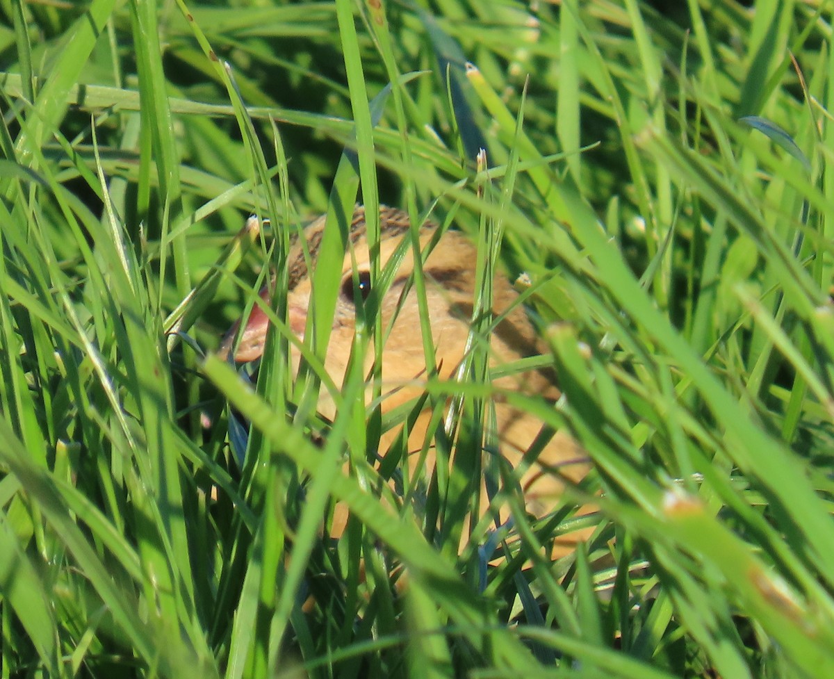 Bobolink - ML642312903