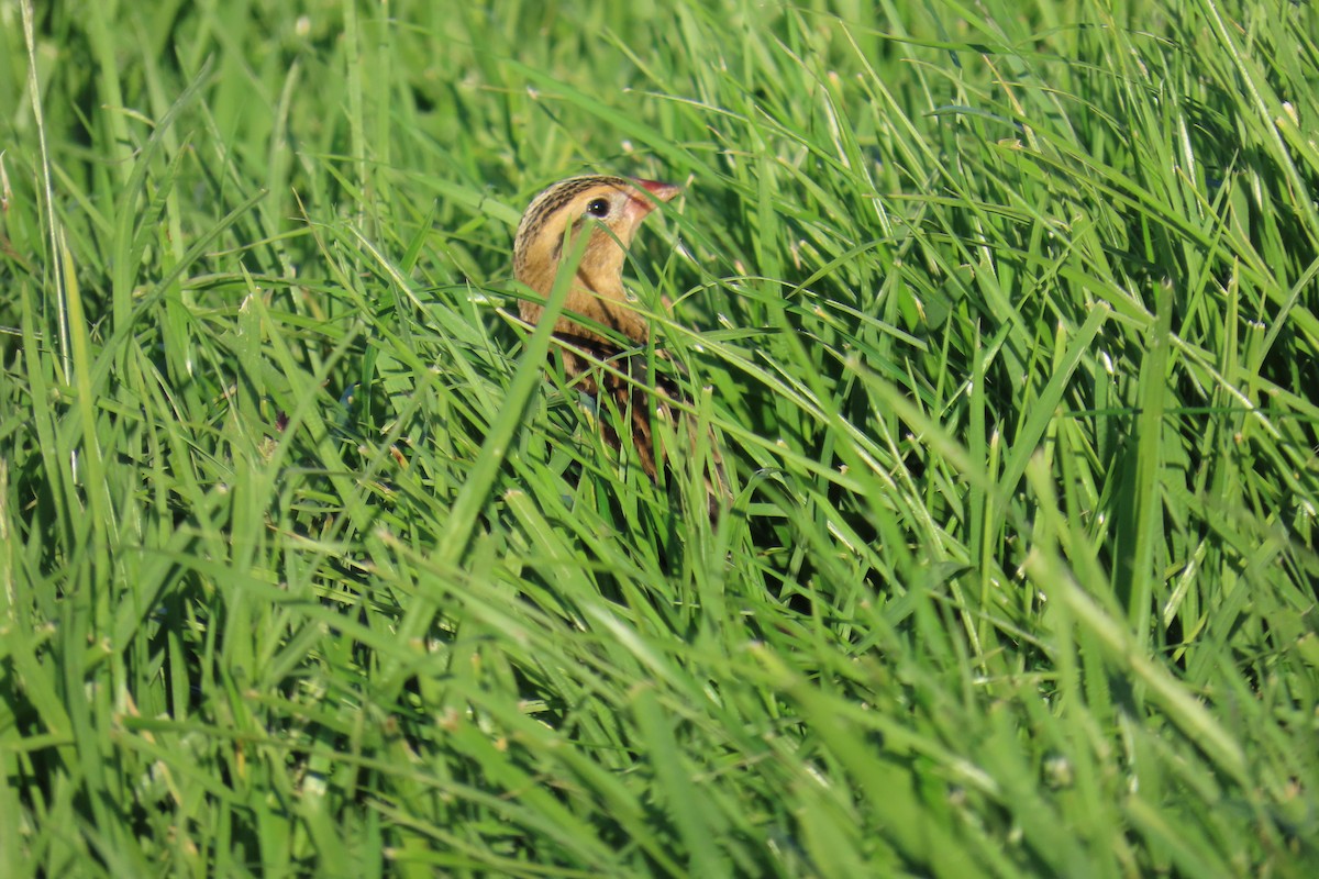 Bobolink - ML642312904