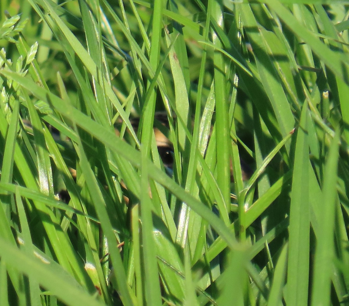 Bobolink - ML642312910