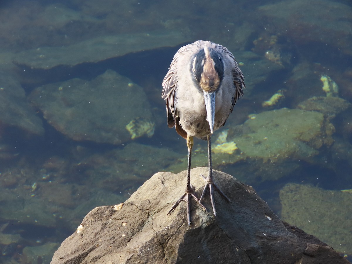 Krabbenreiher - ML642312922