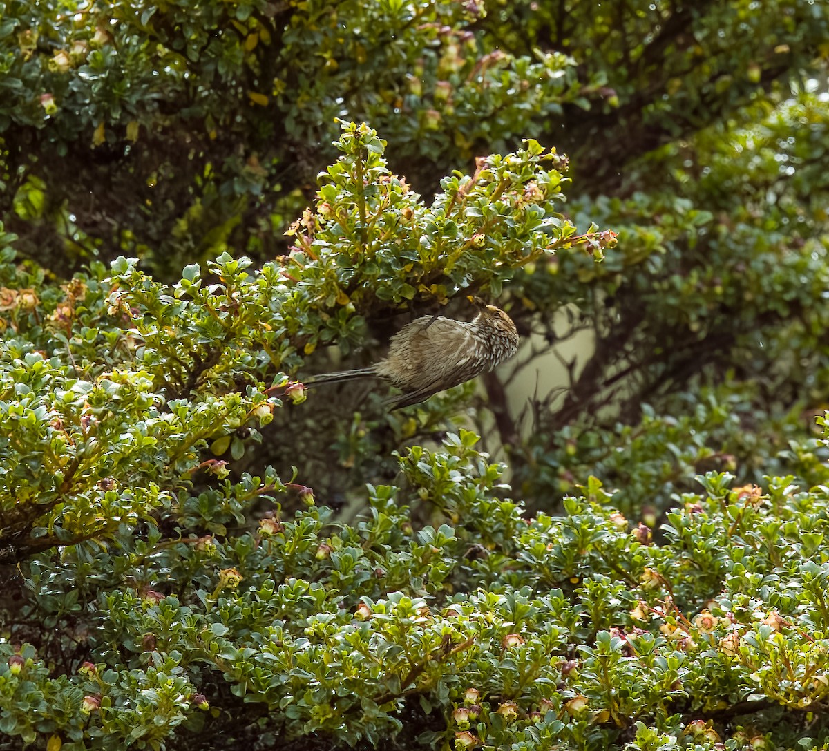 Andean Tit-Spinetail - ML642312924