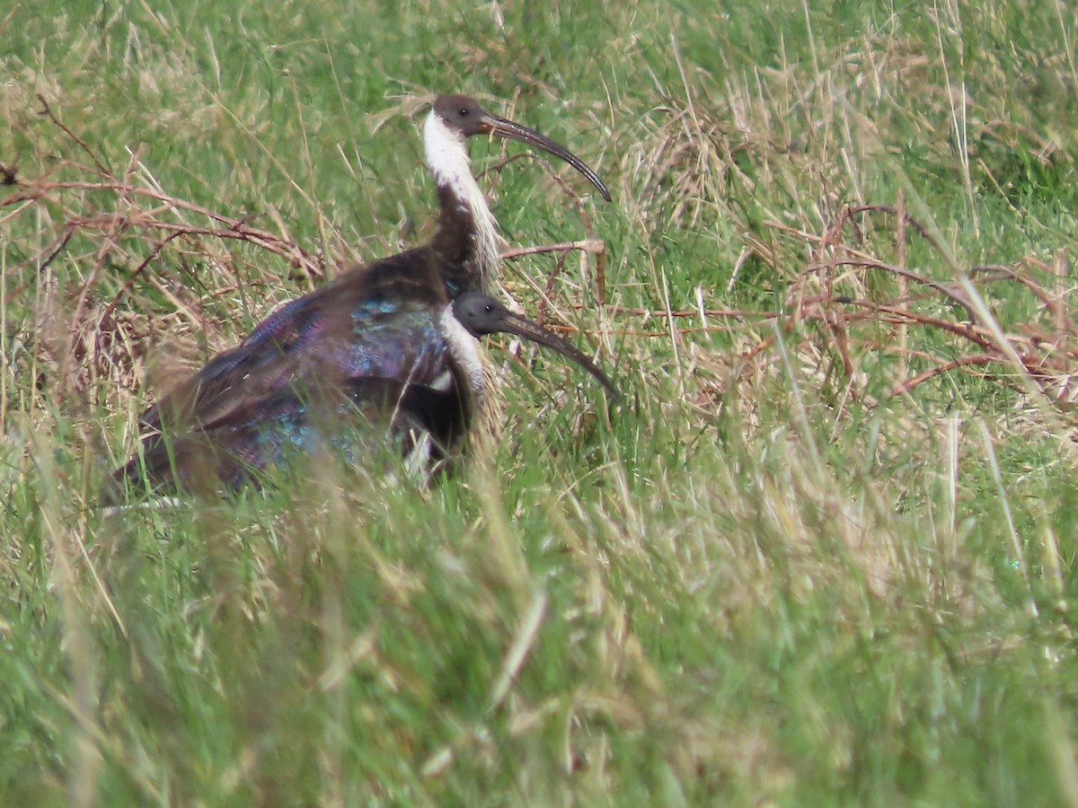 Straw-necked Ibis - ML642312926
