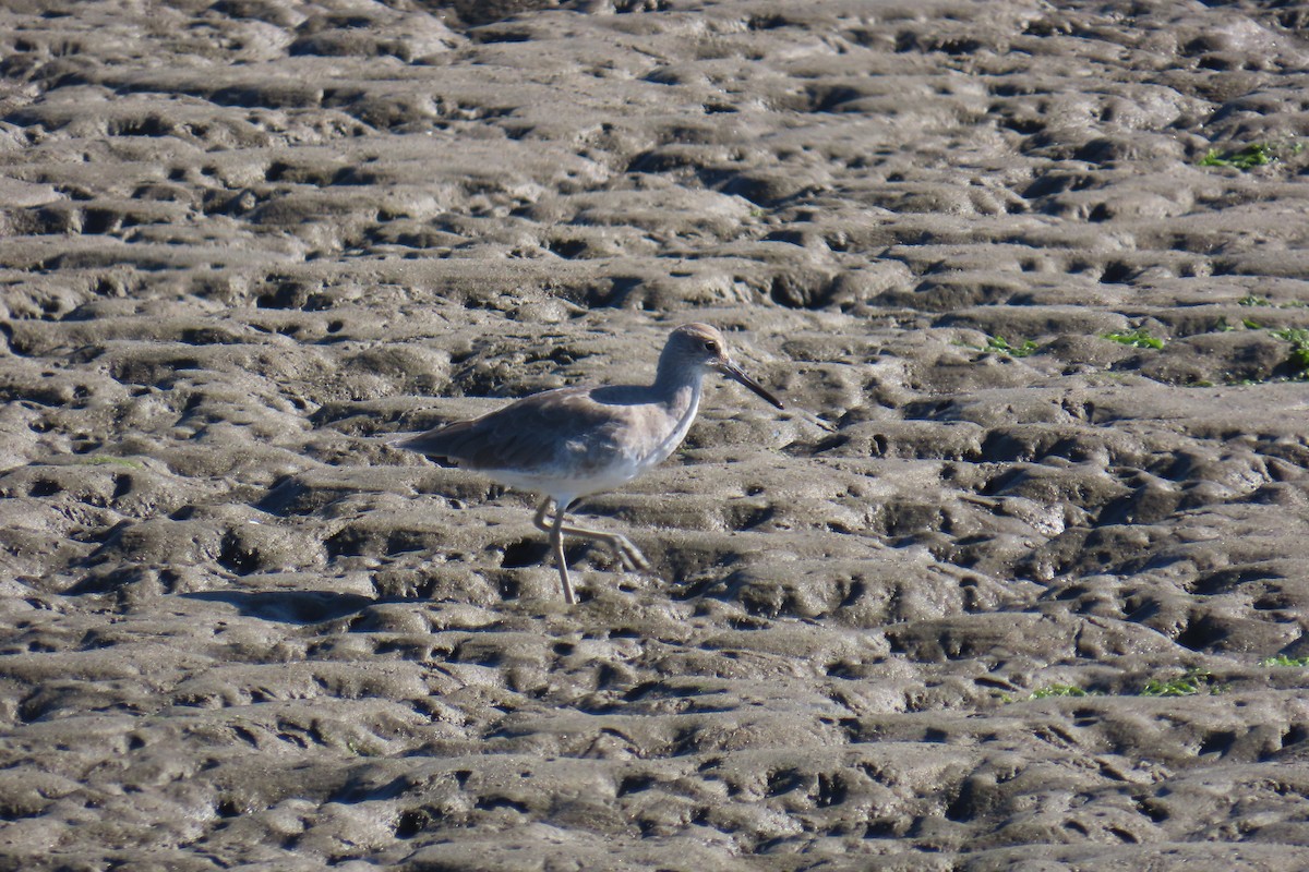 Willet - ML642312927
