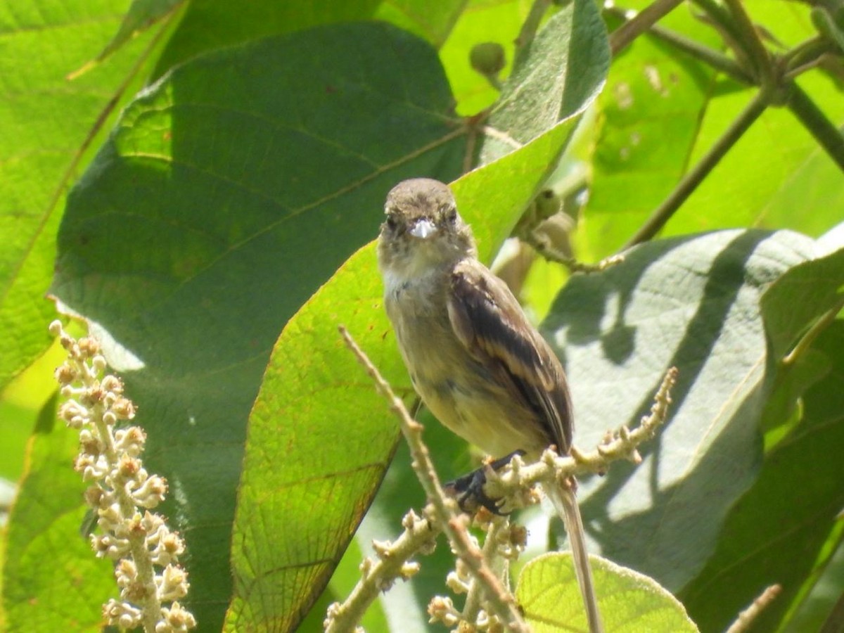 White-throated Flycatcher - ML642312934