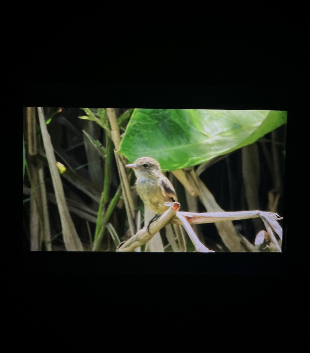 White-throated Flycatcher - ML642312935