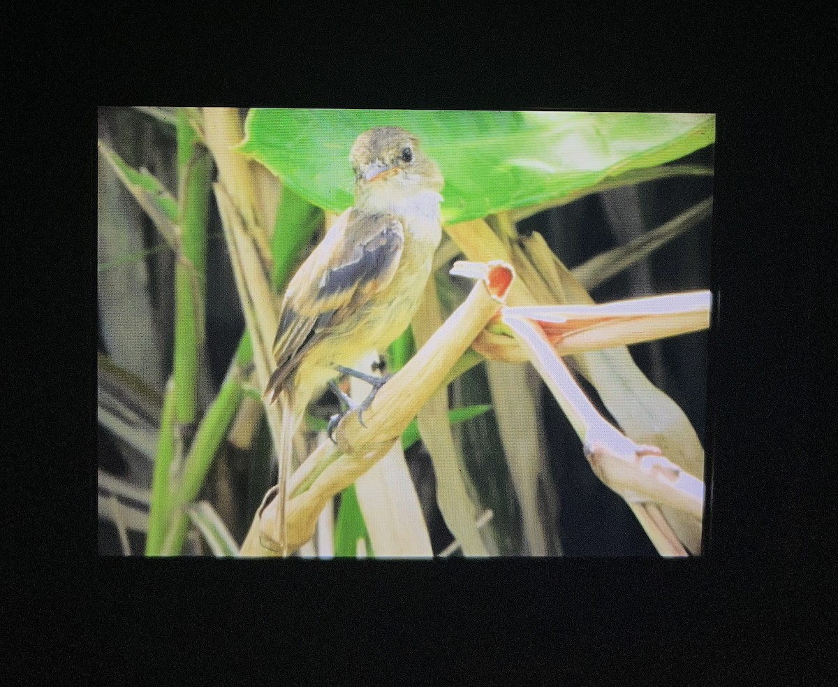 White-throated Flycatcher - ML642312936