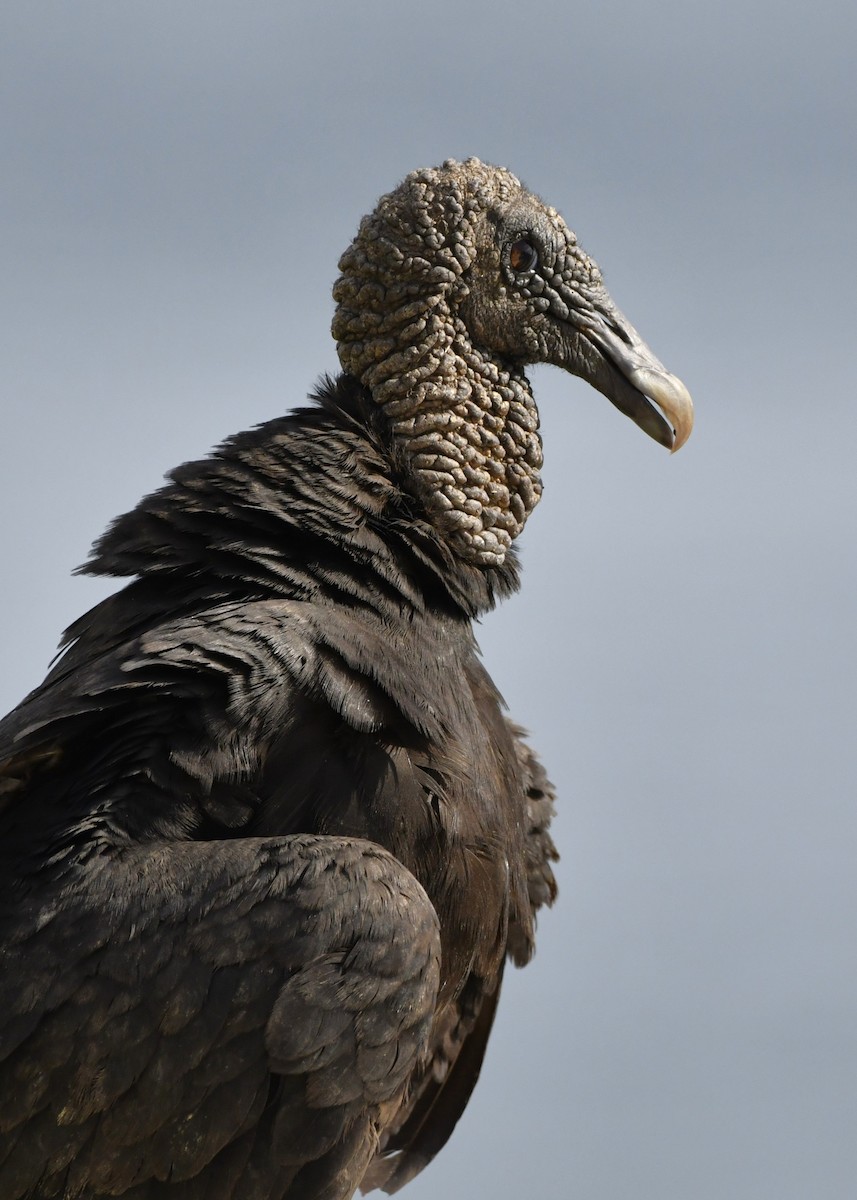 Black Vulture - ML642312937