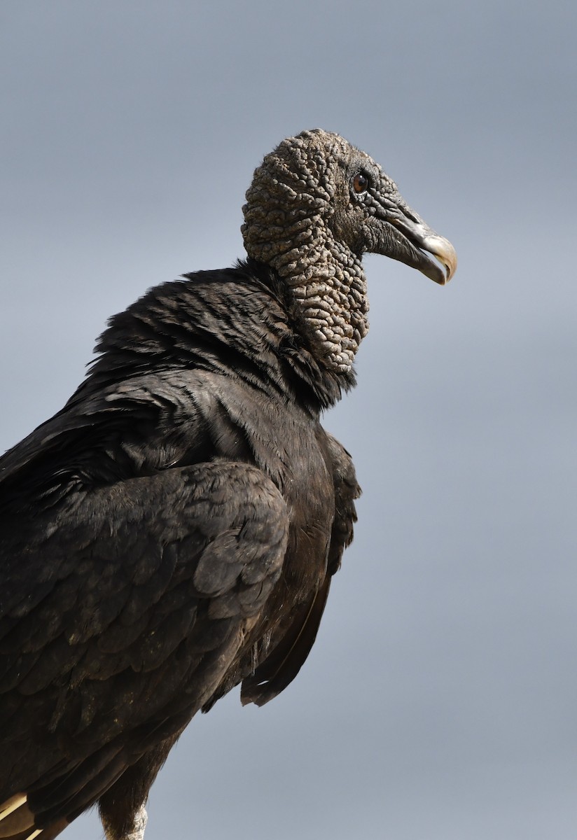 Black Vulture - ML642312938