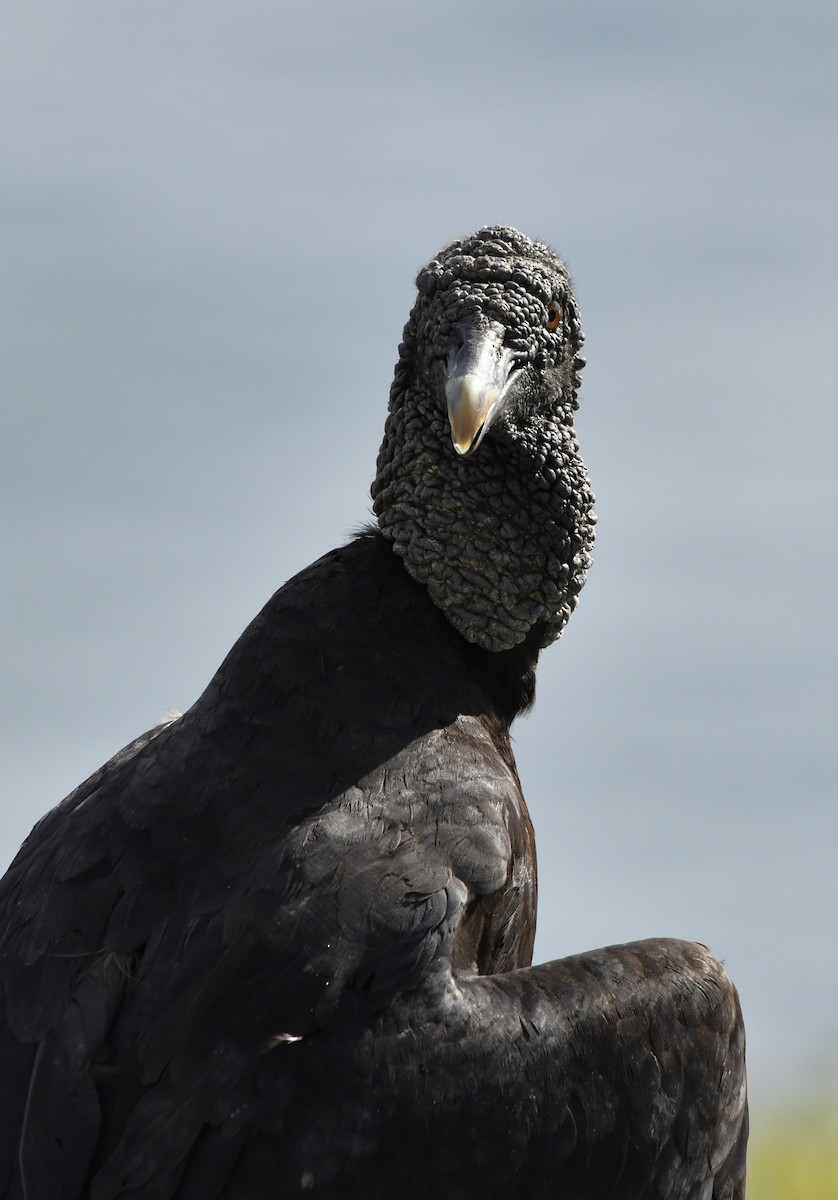 Black Vulture - ML642312939