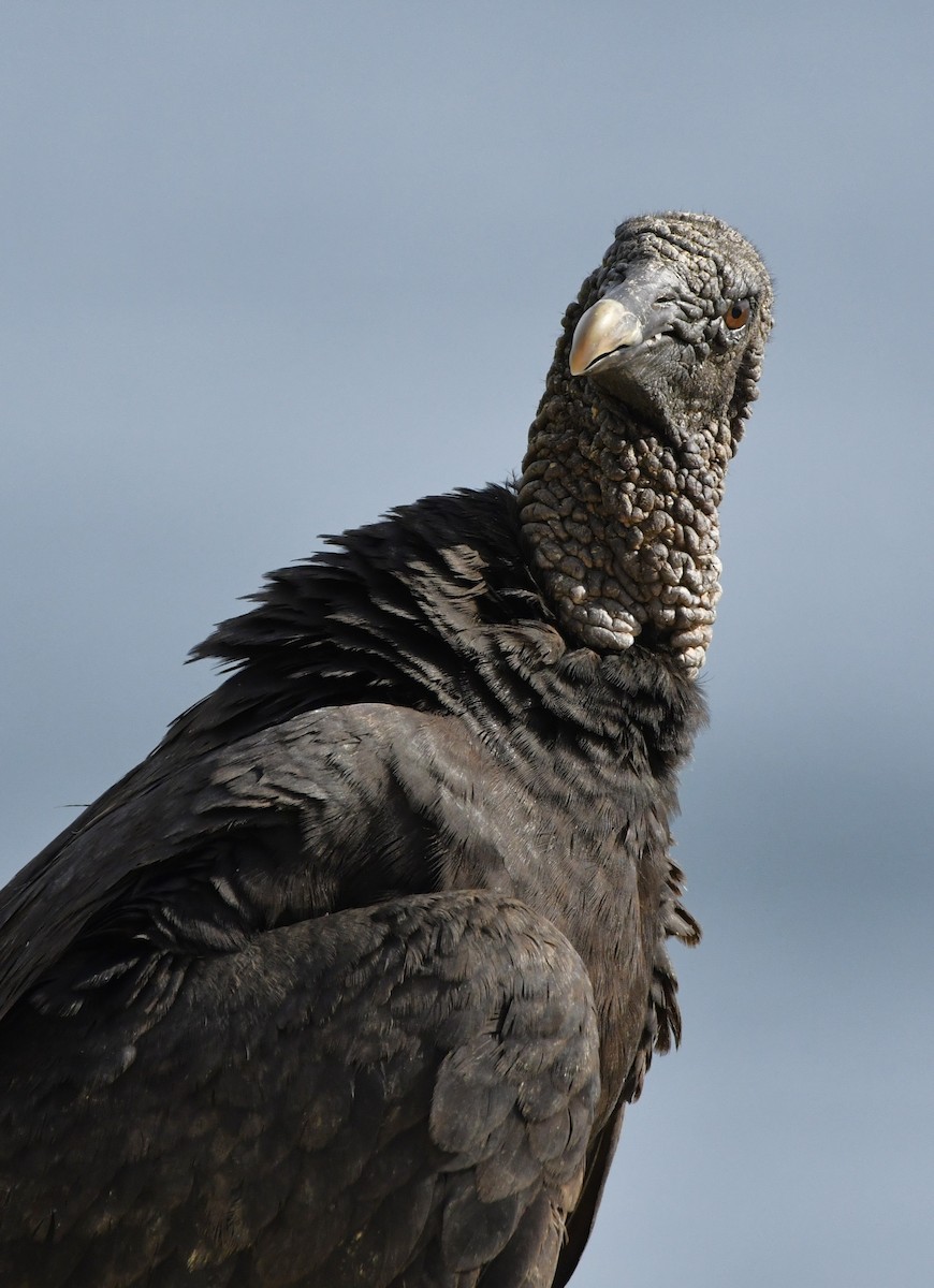 Black Vulture - ML642312940