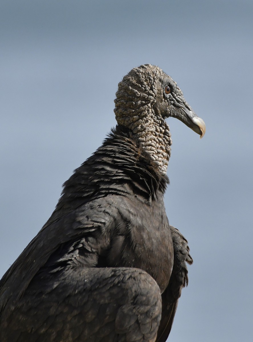 Black Vulture - ML642312941