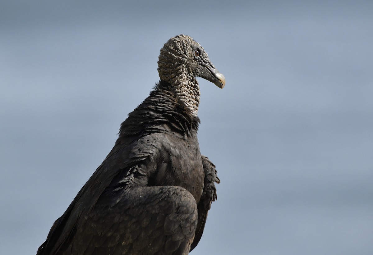 Black Vulture - ML642312942