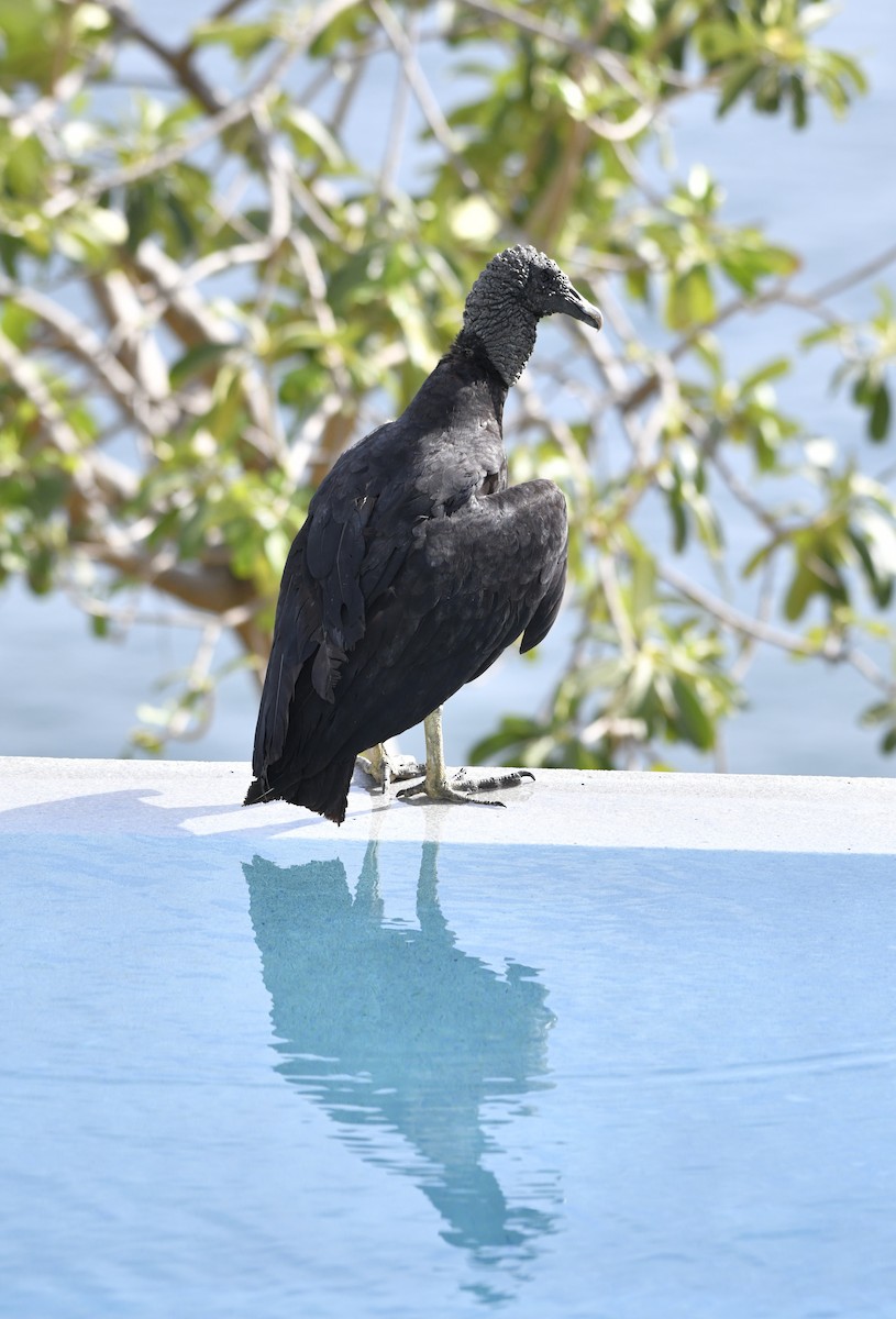 Black Vulture - ML642312943