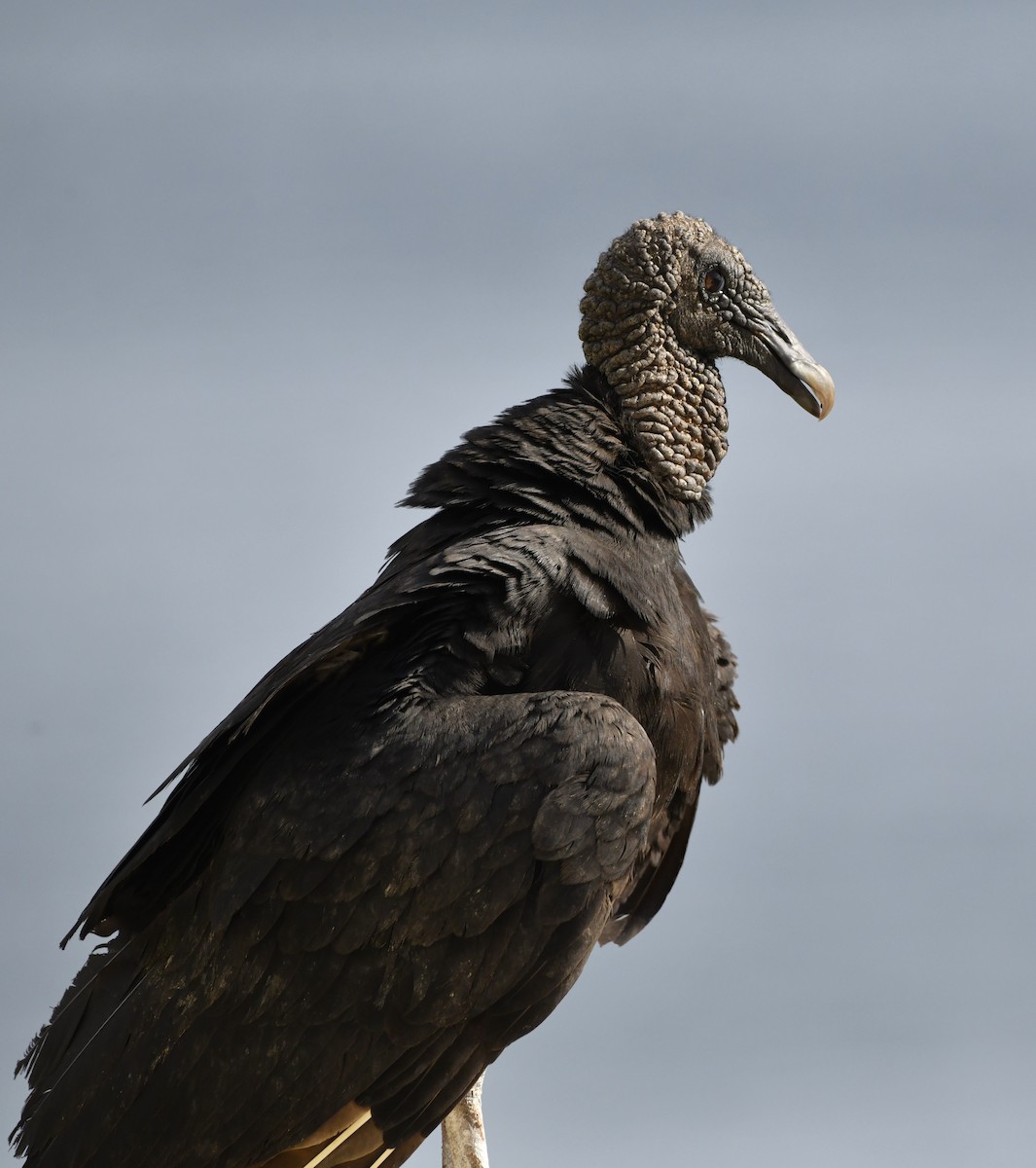 Black Vulture - ML642312944