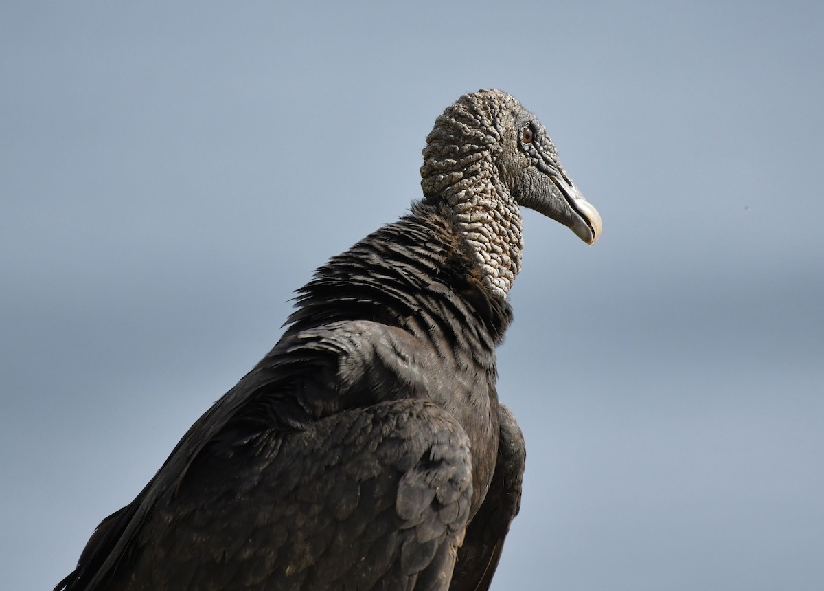 Black Vulture - ML642312945