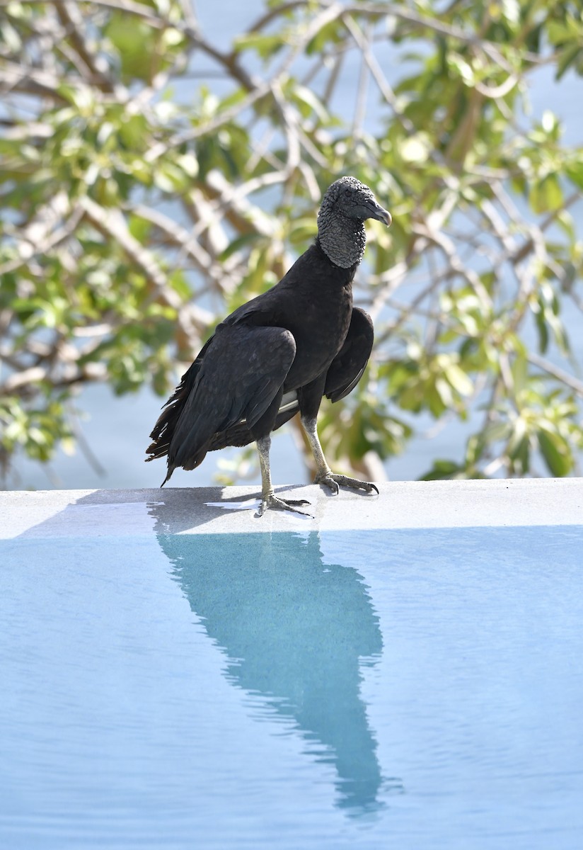 Black Vulture - ML642312946