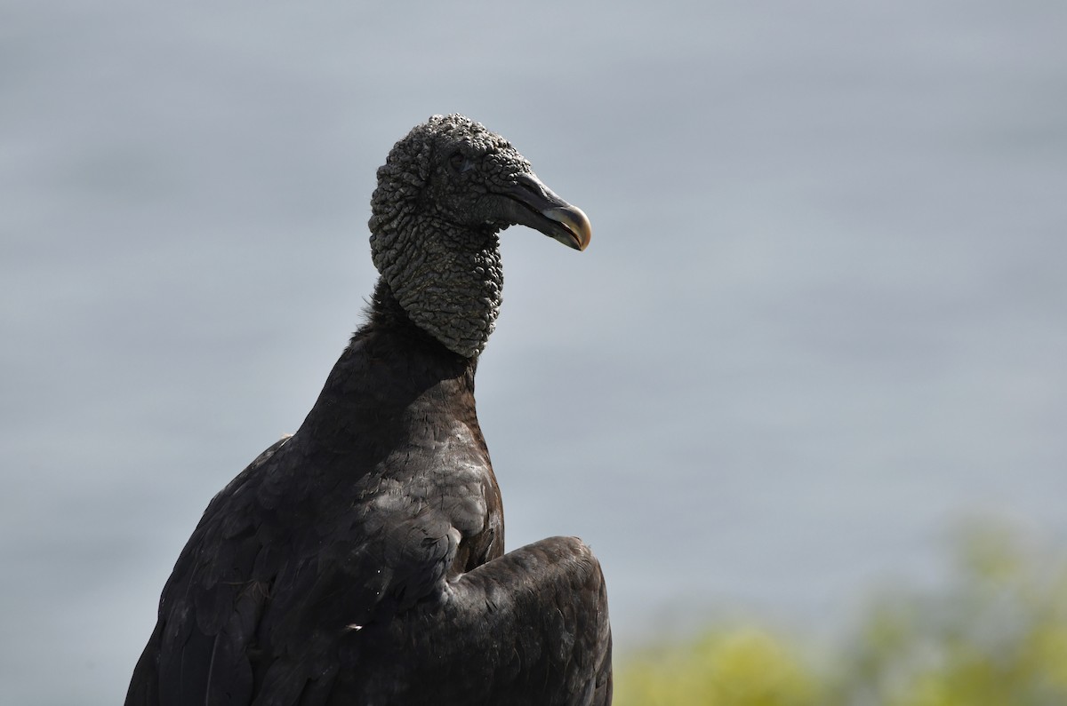 Black Vulture - ML642312948
