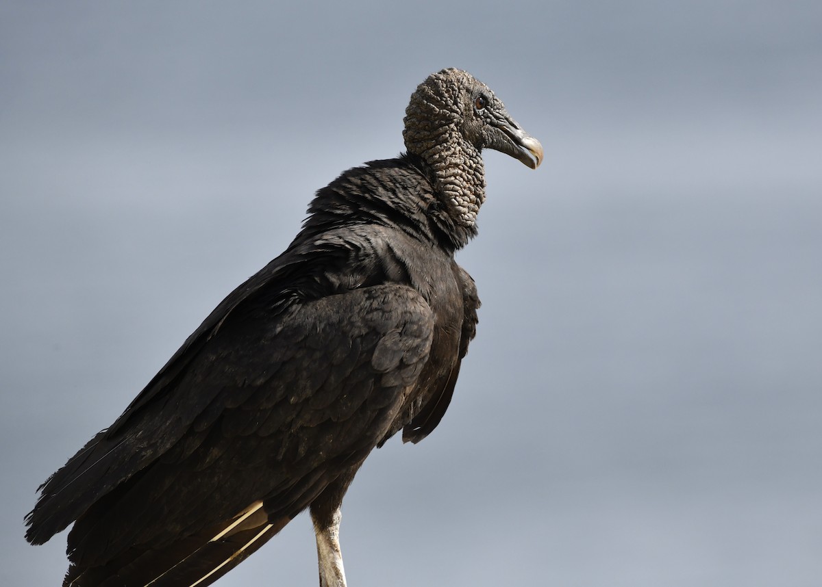 Black Vulture - ML642312949