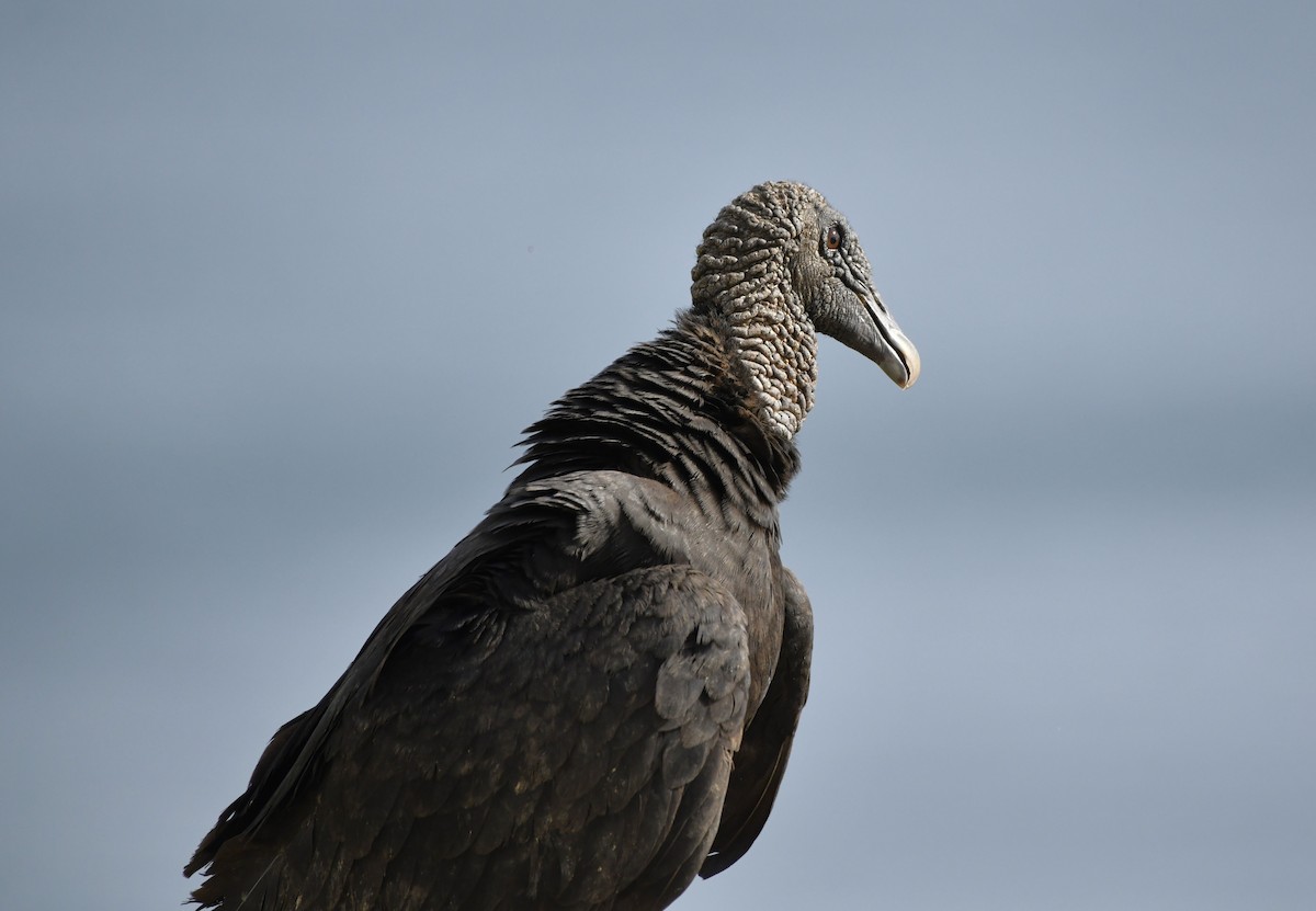 Black Vulture - ML642312950