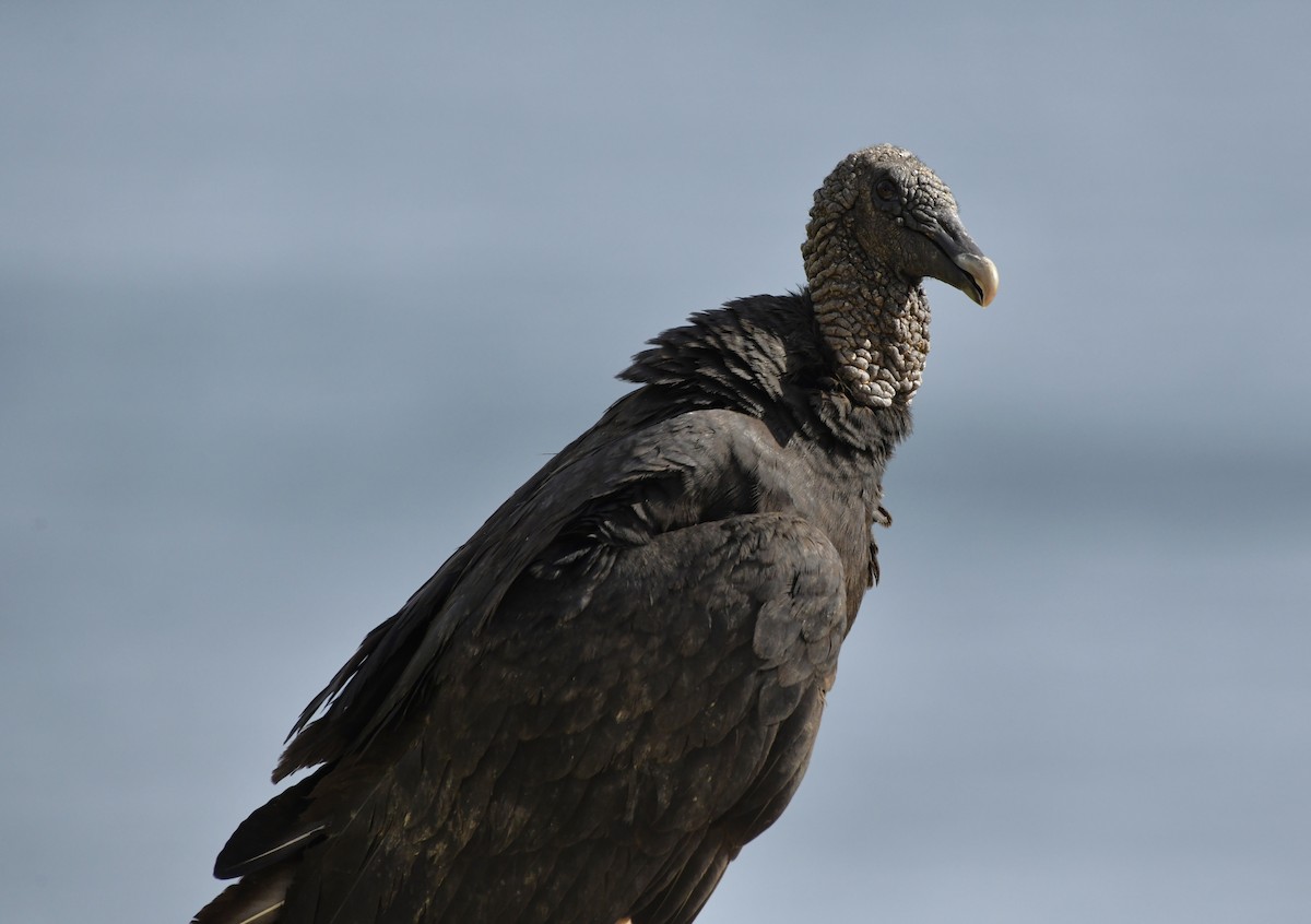 Black Vulture - ML642312951