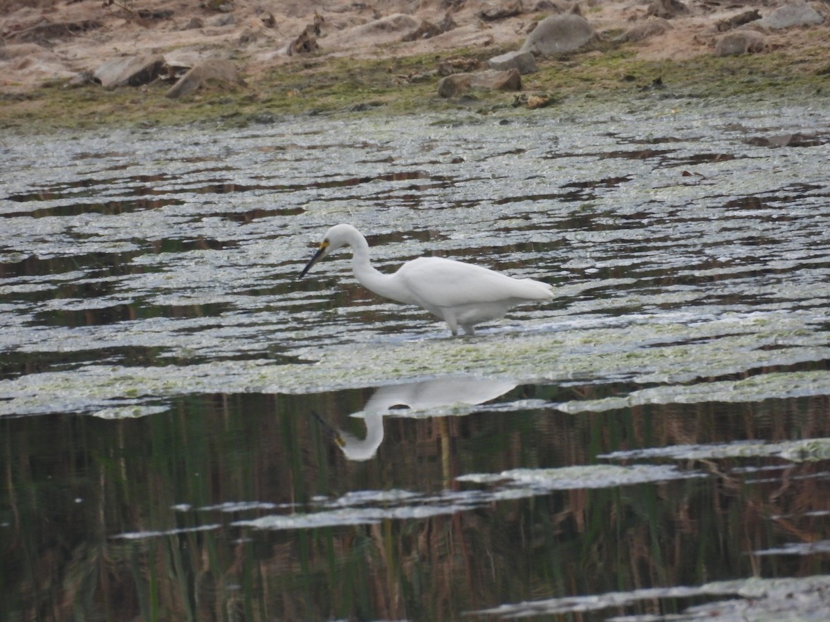 Snowy Egret - ML642312953