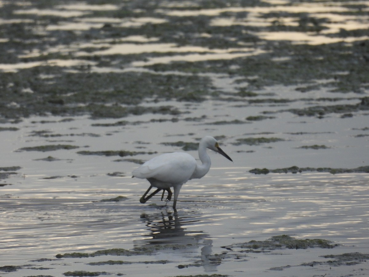 Snowy Egret - ML642312954