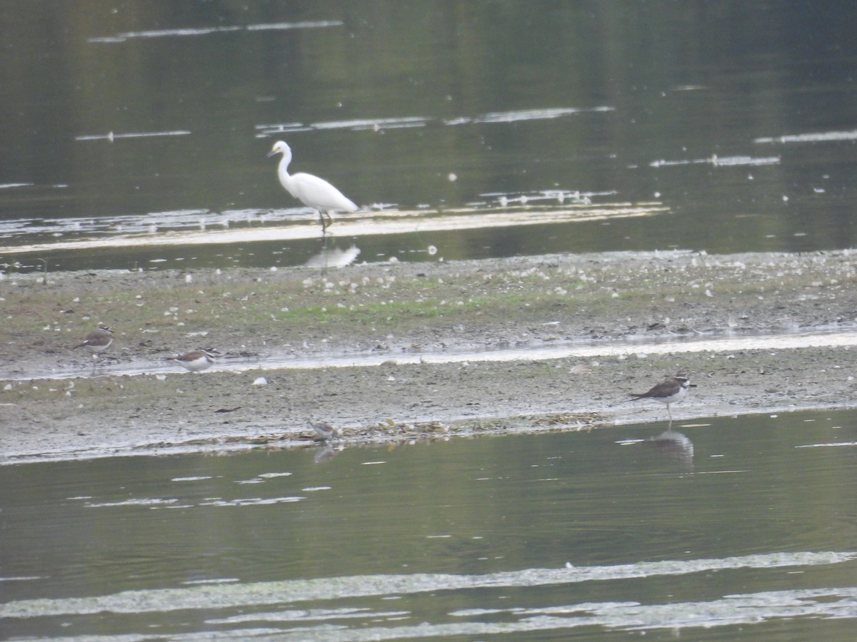 Snowy Egret - ML642312955