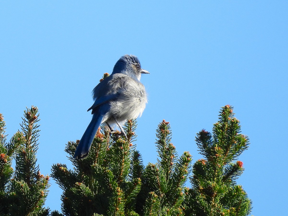 Woodhouse's Scrub-Jay - ML642312957