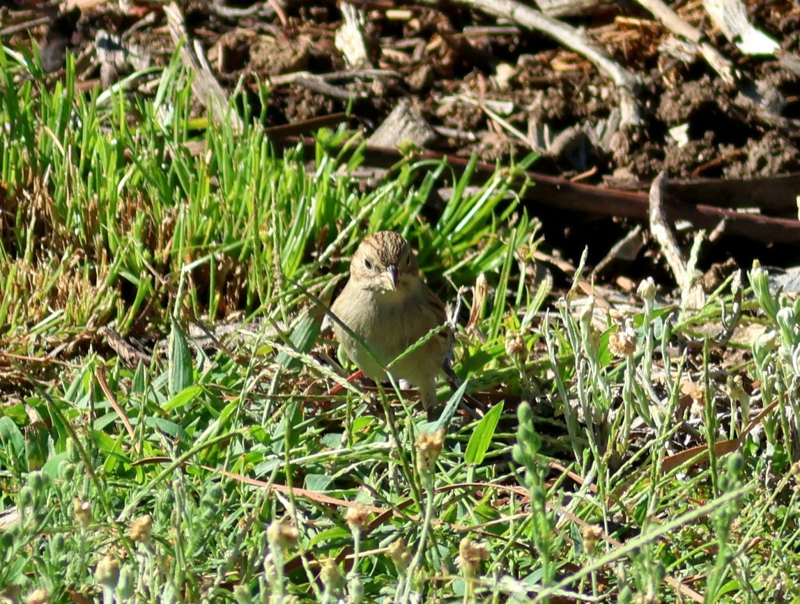 Brewer's Sparrow - ML642312959