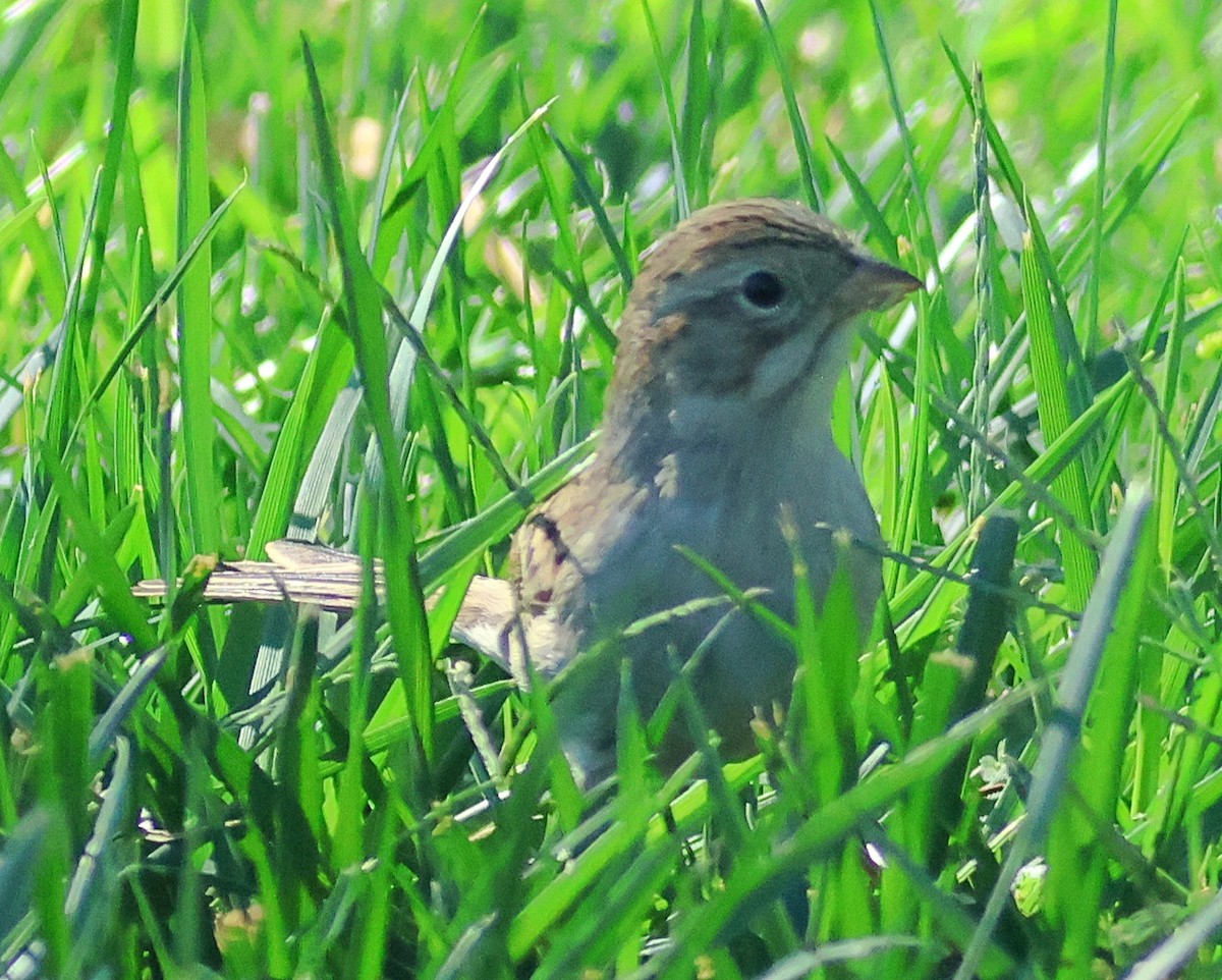 Brewer's Sparrow - ML642312969