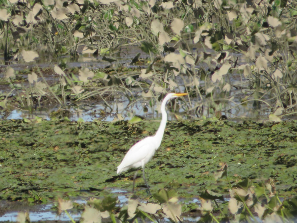 Great Egret - ML642312979