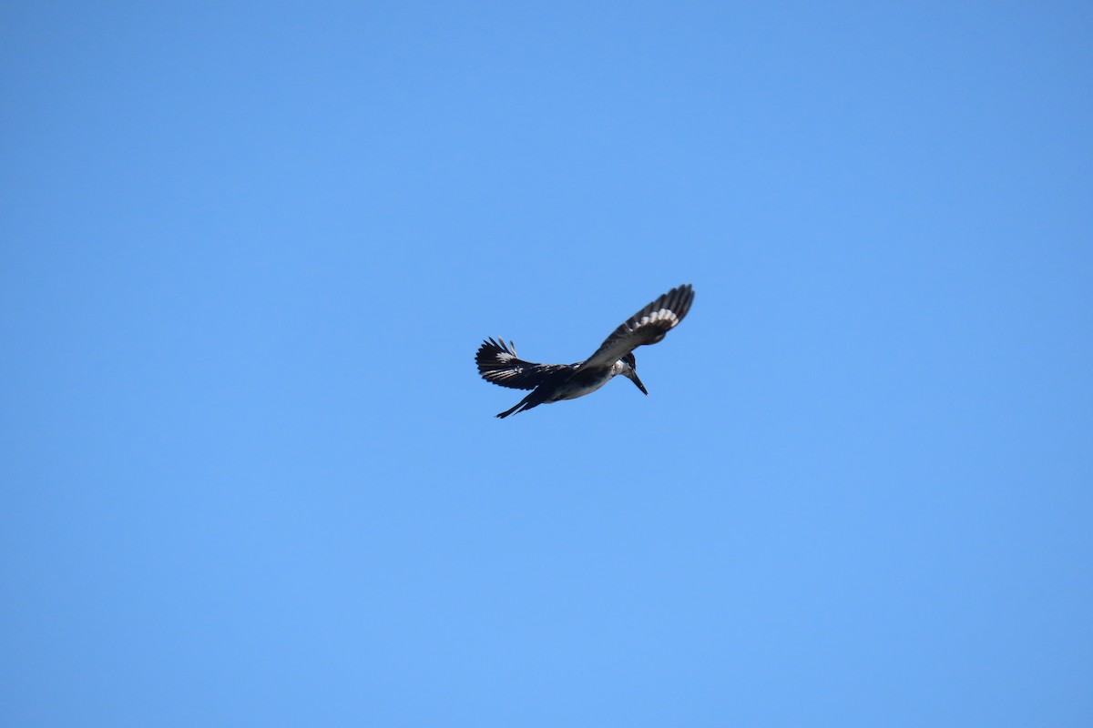 Belted Kingfisher - ML642312988