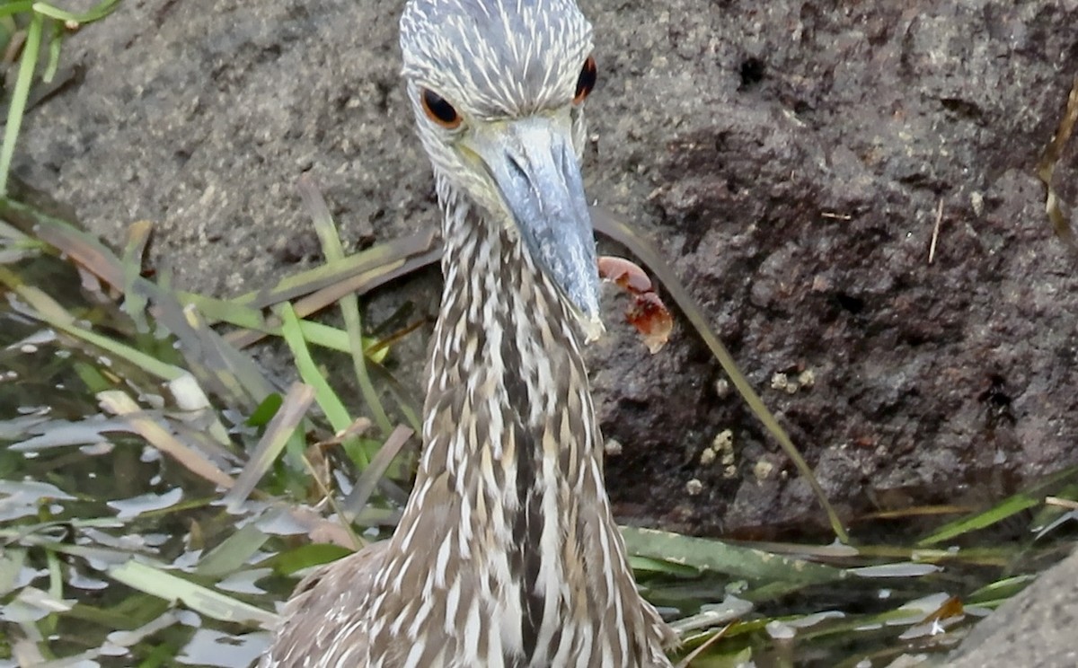 Krabbenreiher - ML642312994