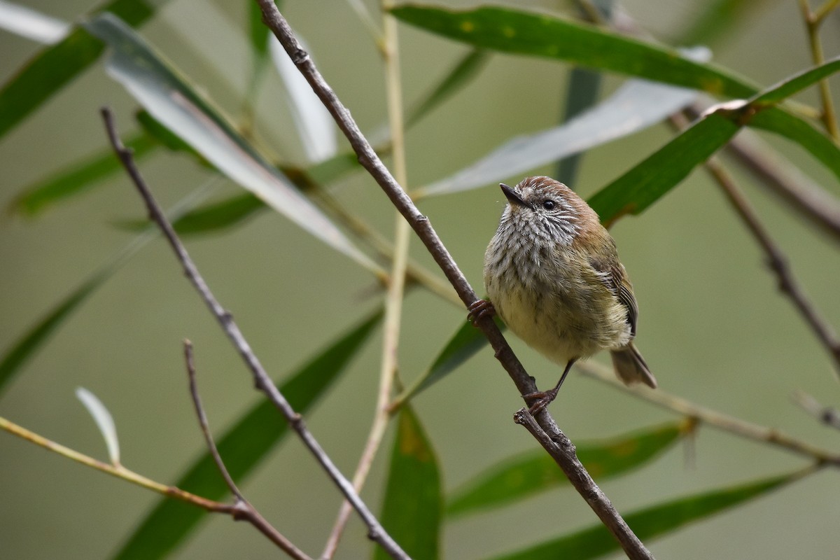 Striated Thornbill - ML642312997