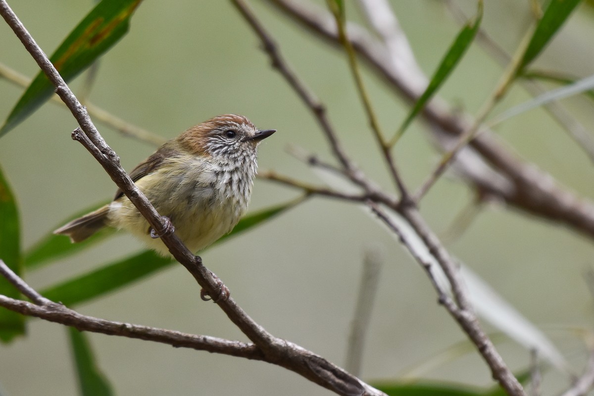 Striated Thornbill - ML642312998