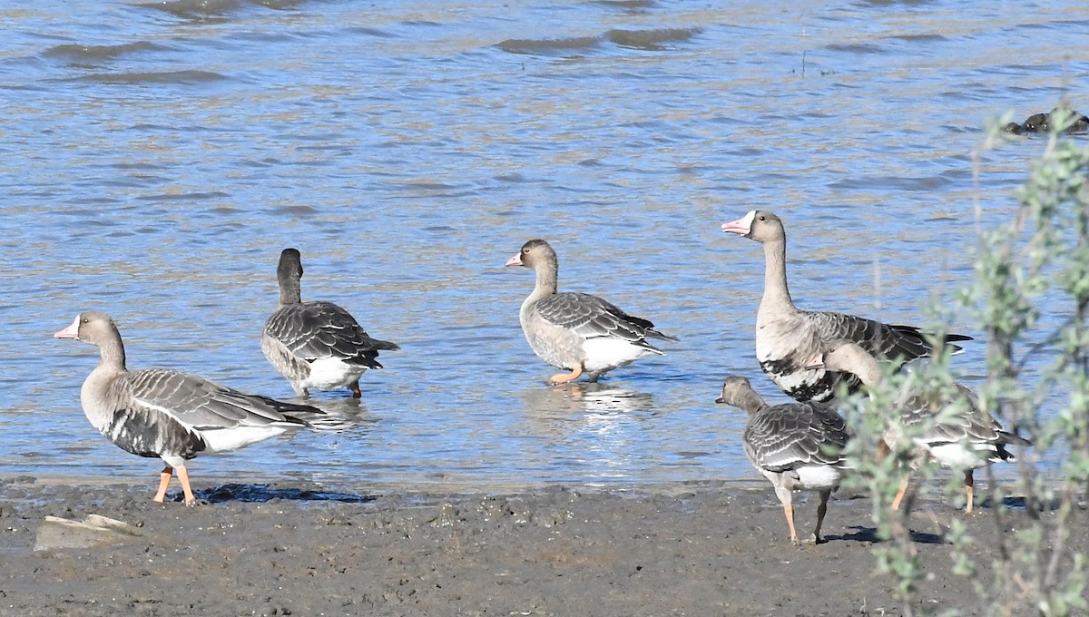 Greater White-fronted Goose - ML642313002