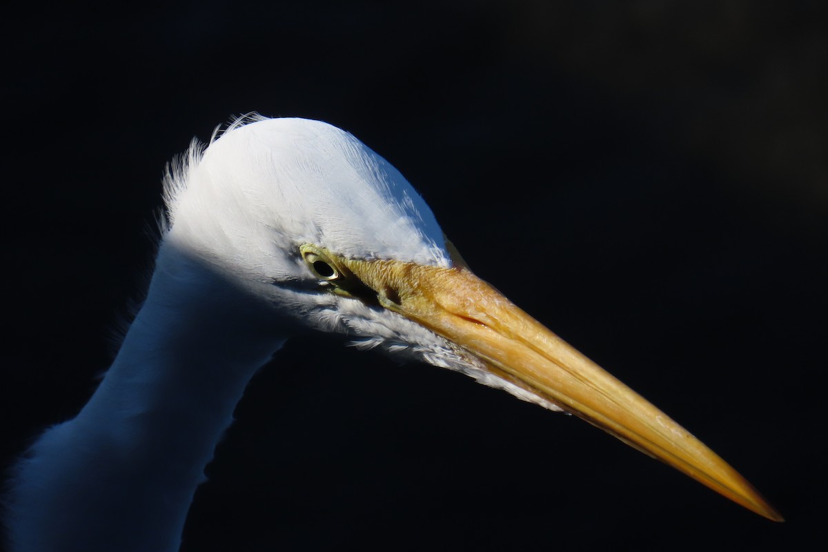 Great Egret - ML642313007
