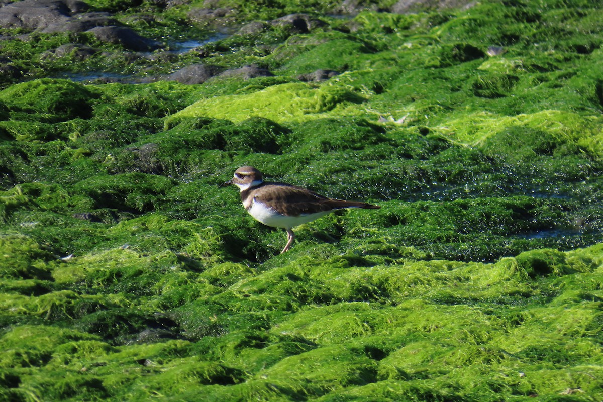 Killdeer - ML642313044