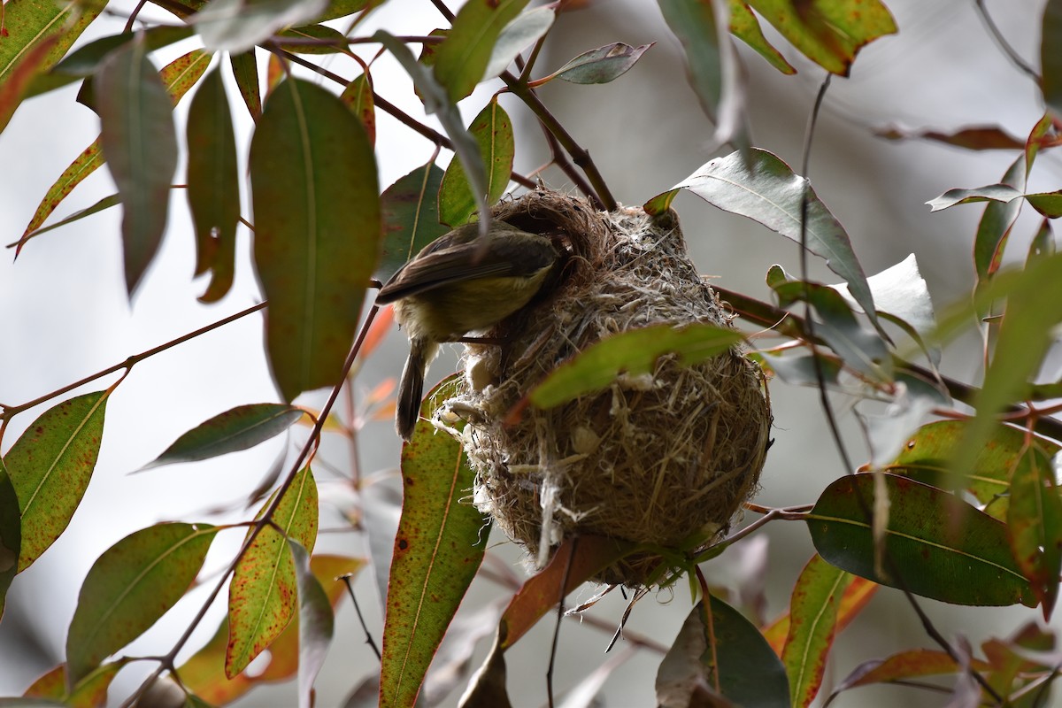 Striated Thornbill - ML642313048