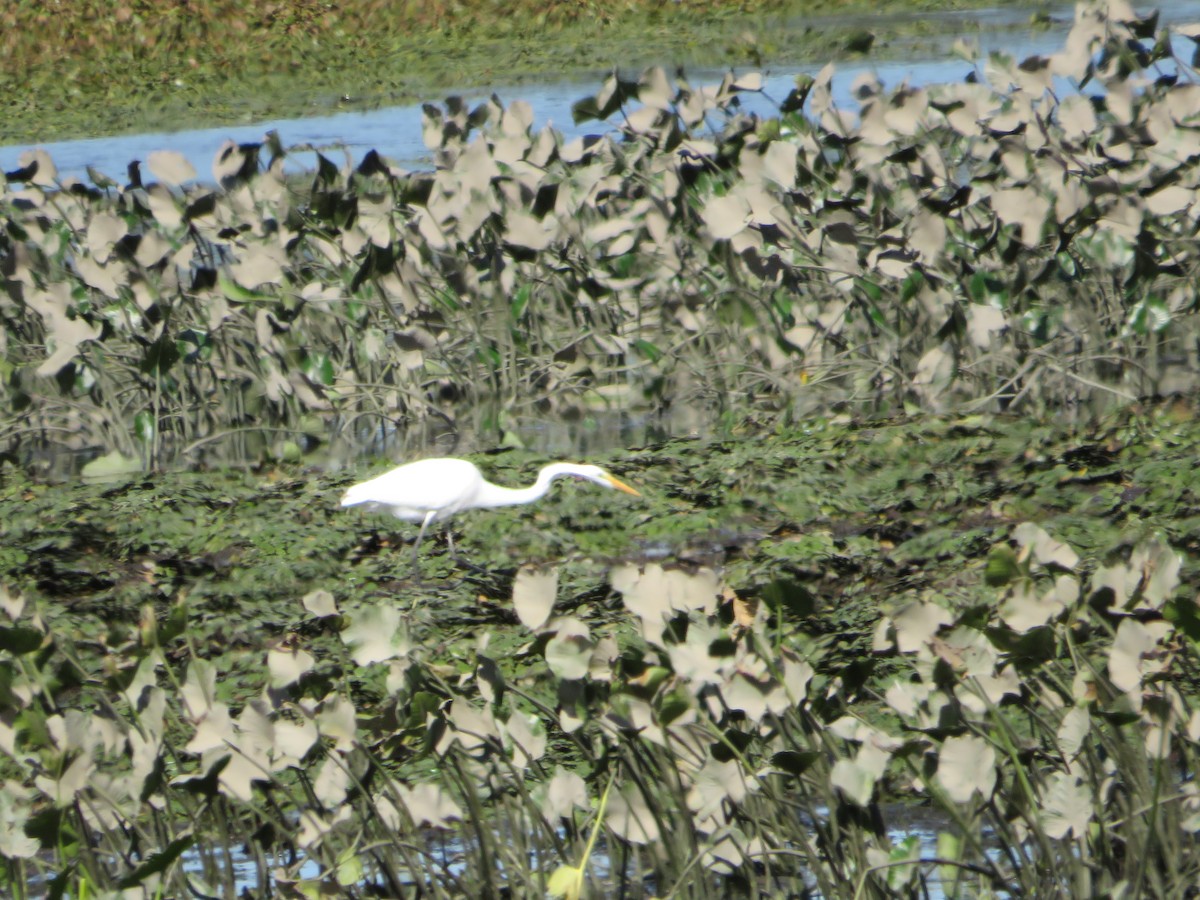 Great Egret - ML642313051